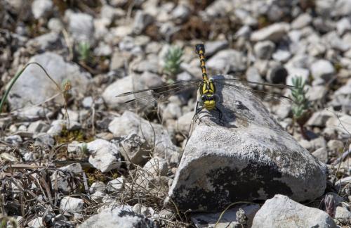 Onychogomphus uncatus